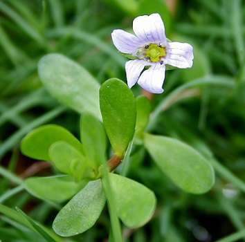 Brahmi-The Ancient Herb With Effective Health Benefits